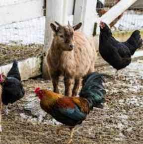 Picture for category Other Livestock Products